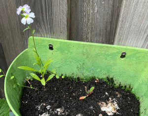 bloemenmix groeipapier