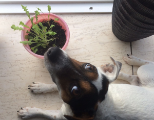 groeipapier rucola