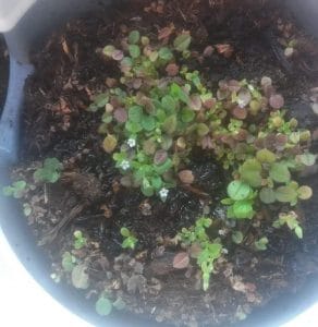 groeikaart vergeetmenietjes