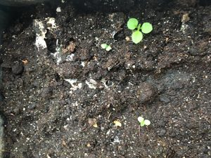 groeikaart vergeetmijniet