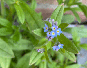 vergeet me niet groeipapier