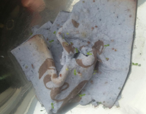 ontkiemen groeipapier