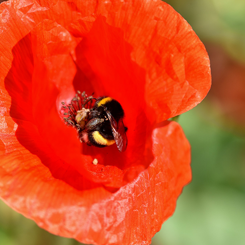 hommel op klaproos