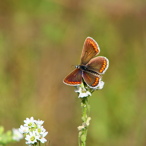 vlinder op alyssum