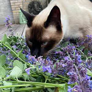 kat kattenkruid groeipapier catnip