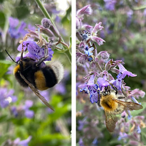 kattenkruid groeipapier hommel bijtje