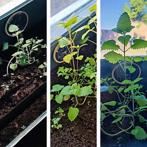 kattenkruid groeipapier catnip groei serie