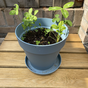 plantbare groeikaart met klaverzaden groeipapier