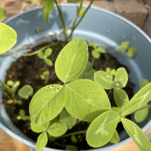 plantbare groeikaart met klaverzaden bijvriendelijke reddebij