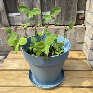 klavertje 3 klavertje 4 plantbare groeikaart met klaverzaden