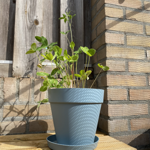 plantbare groeikaart met klaverzaden klaverplantje