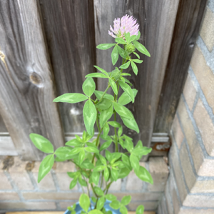 plantbare groeikaart met klaverzaden in bloei
