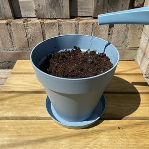 plantbare groeikaart met klaverzaden water geven