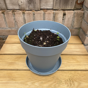 plantbare groeikaart met klaverzaden groeipapier ontkiemt