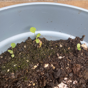 plantbare groeikaart met klaverzaden groeipapier ontkiemt