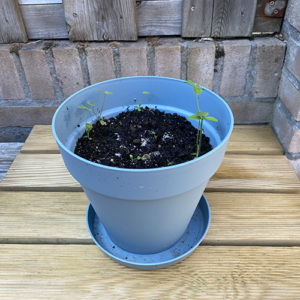 plantbare groeikaart met klaverzaden groeipapier